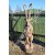 Скульптура из дерева "Горный козел" 